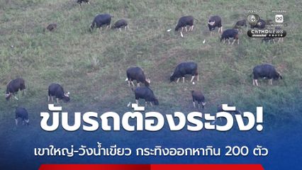 ขับรถต้องระวัง! เขาใหญ่-วังน้ำเขียว กระทิงออกหากิน 200 ตัว