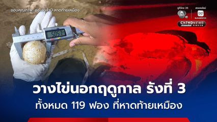 แม่เต่ามะเฟืองขึ้นวางไข่นอกฤดูกาล รังที่ 3 ที่หาดท้ายเหมือง ทั้งหมด 119 ฟอง 