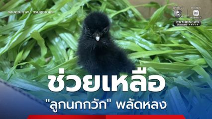 จนท. สบอ. 16 สาขาแม่สะเรียง ช่วยเหลือ "ลูกนกกวัก" พลัดหลง หลังได้รับแจ้งผ่านสายด่วน 1362