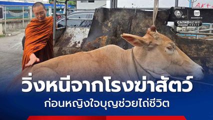 ระทึกกลางเมืองเชียงใหม่ วัวตัวเมียวิ่งหนีตายจากโรงฆ่าสัตว์ ก่อนหญิงใจบุญช่วยไถ่ชีวิต ส่งเข้าธนาคารโคกระบือ