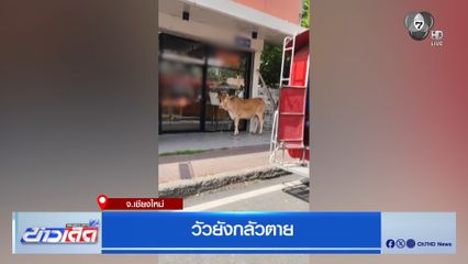 วัวยังกลัวตาย จ.เชียงใหม่