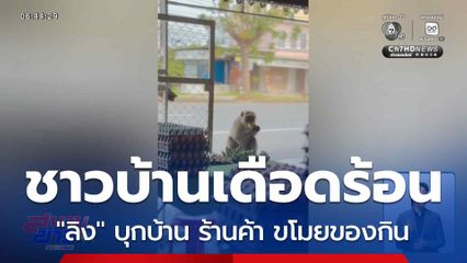 ลิงขโมย ทำชาวบ้านเดือดร้อน จ.นครศรีธรรมราช