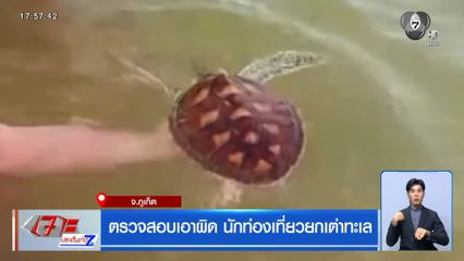 ตรวจสอบเอาผิด นักท่องเที่ยวยกเต่าทะเล จ.ภูเก็ต