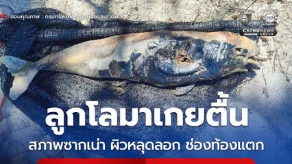 ลูกโลมาเกยตื้น สภาพซากเน่า ผิวหลุดลอก ช่องท้องแตก​