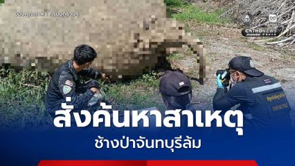 รมว.ทส. สั่งค้นหาสาเหตุช้างป่า จ.จันทบุรี ล้ม หากพบเจตนาทำร้าย ให้รวบรวมหลักฐานดำเนินคดี