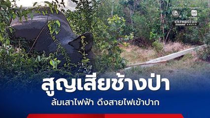 สลด สูญเสียช้างป่า ล้มเสาไฟฟ้า ดึงสายไฟเข้าปาก ถูกไฟช็อตล้ม