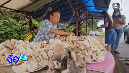 ชาวบ้านคึกคัก เห็ดป่า โกยรายได้งาม จ.นครพนม