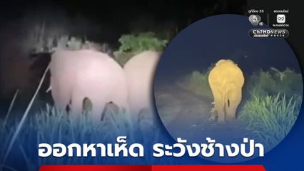 เตือนประชาชนในพื้นที่ อ.สีชมพู อ.ภูผาม่าน หลังพบช้างป่าเข้ามาหากินในพื้นที่จำนวน 6 ตัว  หวั่นอันตราย