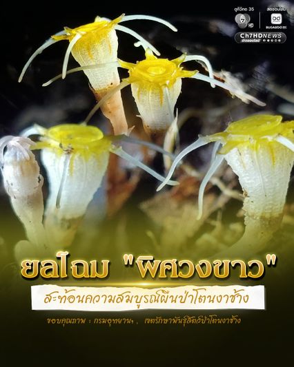 ยลโฉม พิศวงขาว สะท้อนความสมบูรณ์ผืนป่าโตนงาช้าง ผ่านการลาดตระเวนเชิงคุณภาพของเจ้าหน้าที่พิทักษ์ป่า