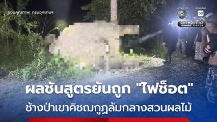 ผลชันสูตรยืนยัน ช้างป่าเขาคิชฌกูฏล้มกลางสวนผลไม้ สาเหตุมาจากถูก “ไฟฟ้าช็อต”