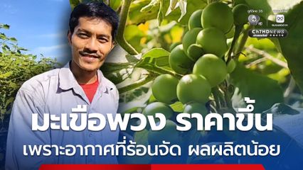 ชาวสวนมะเขือพวง โคราช ยิ้มรับ หลังมะเขือพวง ราคาขึ้น กิโลกรัมละ 60-110 บาท จ