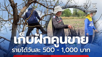 ชาวบ้านเก็บฝักคูนขาย รายได้วันละ 500 - 1,000 บาท