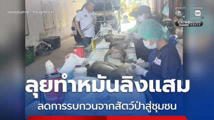 ลุยทำหมันลิงแสม ลดการรบกวนจากสัตว์ป่าสู่ชุมชน