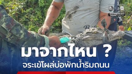 มาจากไหน ? จระเข้โผล่บ่อพักน้ำริมถนน