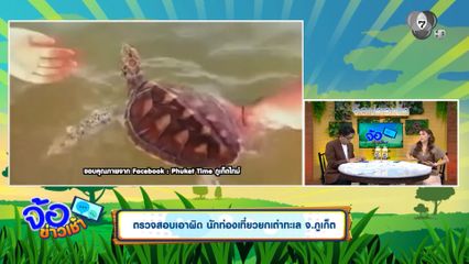 ตรวจสอบเอาผิด นักท่องเที่ยวยกเต่าทะเล จ.ภูเก็ต