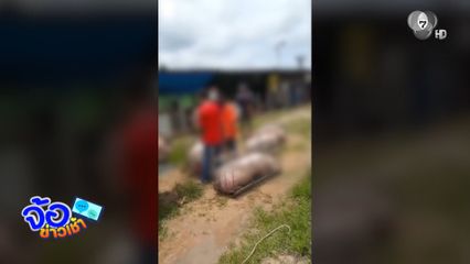 เตือนภัย ! โกงตาชั่งหมูมีชีวิต