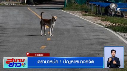 ดรามาหนัก ! ปัญหาหมาจรจัด จ.ระยอง