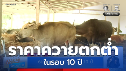 ราคาควายตกต่ำในรอบ 10 ปี