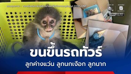 ขบวนการค้าสัตว์ป่า ค่างแว่น นกเงือก นาก ถูกขนขึ้นรถทัวร์