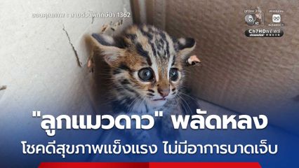 “ลูกแมวดาว” พลัดหลง โชคดีสุขภาพแข็งแรง ไม่มีอาการบาดเจ็บ