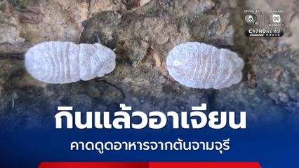 พบแล้วแมลงกินแล้วอาเจียน คล้ายไข่จักจั่น
