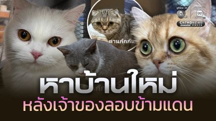 ด่านกักกันสัตว์สระแก้ว ประกาศหาบ้านให้น้องแมว 11 ตัว หลังตรวจยึดจากผู้ลักลอบข้ามแดน