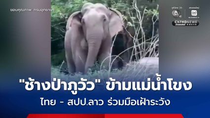 ไทย-ลาว เฝ้าระวัง “ช้างป่าภูวัว” จำนวน 3-4 ตัว ข้ามแม่น้ำโขง ช่วงหน้าแล้ง