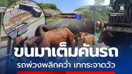 รถบรรทุกพ่วงขนวัวมาเต็มคันรถ เสียหลักพลิกคว่ำ เทกระจาดวัว