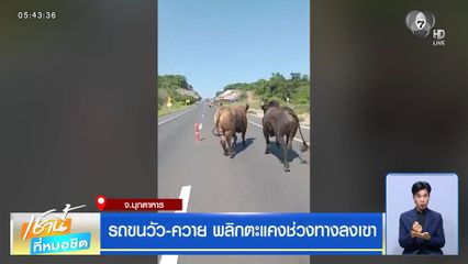 รถขนวัว-ควาย พลิกตะแคงช่วงทางลงเขา จ.มุกดาหาร