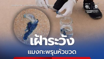 รมว.สุชาติ ห่วงความปลอดภัยนักท่องเที่ยว มอบหมาย ทช. เฝ้าระวังแมงกะพรุนหัวขวดเกยตื้นหาดกะรน ช่วงมรสุม