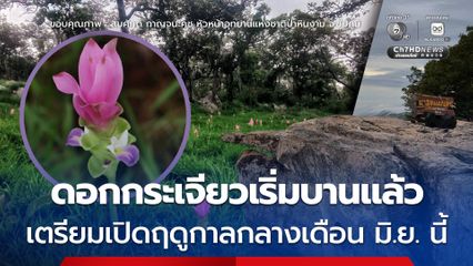 “ดอกกระเจียว” เริ่มบานแล้ว เตรียมเปิดฤดูกาลกลางเดือน มิ.ย. นี้