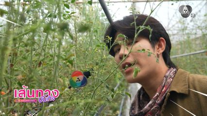 โต๋นแตร-จุกบี้ พาไปดูโรงเรือนอัจฉริยะ ปลูกมะเขือเทศเชอร์รี ในรายการ เกษตรสุข