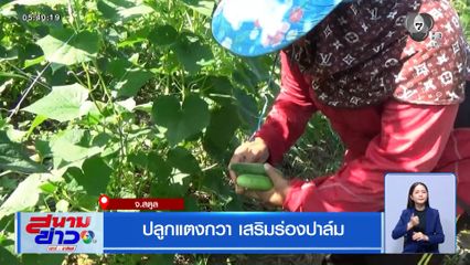 ปลูกแตงกวา เสริมร่องปาล์ม