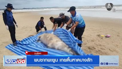 พบซากพะยูน เกยตื้นหาดบางสัก จ.พังงา