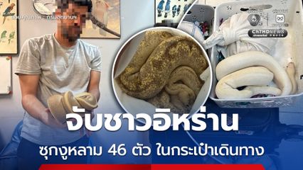 จับชาวอิหร่าน ซุกงูหลาม 46 ตัว ในกระเป๋าเดินทาง