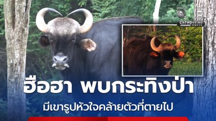 ฮือฮา พบกระทิงป่า มีเขารูปหัวใจคล้ายตัวที่ตายไป