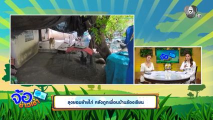 ลุงยอมย้ายไก่ หลังถูกเพื่อนบ้านร้องเรียน
