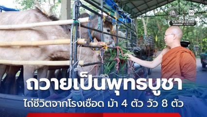 พระครูอ๊อดไถ่ชีวิตม้า 4 ตัว วัวแม่ลูก 8 ตัว จากโรงเชือด น้อมถวายเป็นพุทธบูชา