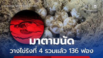 แม่มาตามนัด แม่เต่ามะเฟืองขึ้นวางไข่ รังที่ 4 รวมทั้งหมด 136 ฟอง