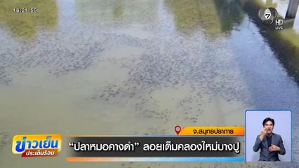 ปลาหมอคางดำ ลอยเต็มคลองใหม่บางปู จ.สมุทรปราการ