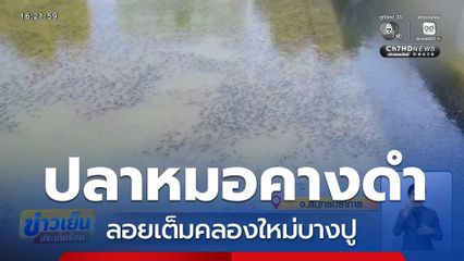 ปลาหมอคางดำ ลอยเต็มคลองใหม่บางปู จ.สมุทรปราการ