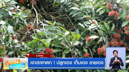 เงาะราคาตก ! ปลูกเอง เก็บเอง ขายเอง