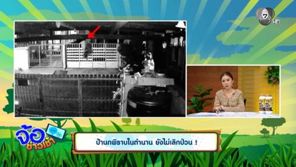 ป้านกพิราบในตำนาน ยังไม่เลิกป่วน !