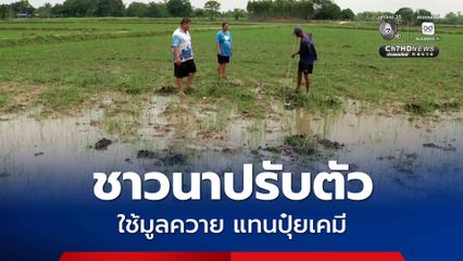 ชาวนาปรับตัว ขนมูลควายใส่นาข้าว  เพื่อปรับปรุงบำรุงดิน ลดต้นทุนการใช้ปุ๋ยเคมี