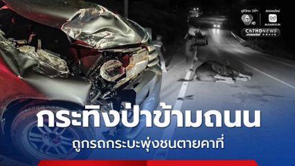กระทิงป่าข้ามถนน ถูกรถกระบะพุ่งชนตายคาที่
