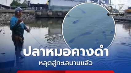 ชาวประมง ยัน ปลาหมอคางดำ หลุดสู่ทะเลนานแล้ว หลังพบระบาดหนักตลอดคลองบางปู