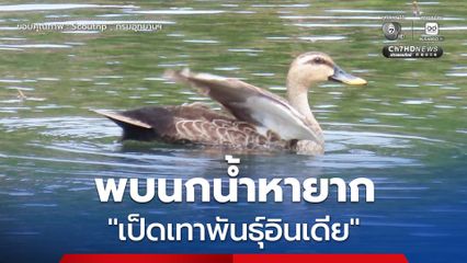 อุทยานแห่งชาติแม่ปืม พบนกน้ำหายาก เป็ดเทาพันธุ์อินเดีย สะท้อนถึงความสมบูรณ์ของระบบนิเวศในพื้นที่