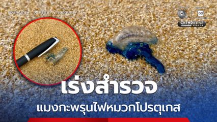 อุทยานแห่งชาติสิรินาถ เร่งสำรวจ แมงกะพรุนไฟหมวกโปรตุเกส พร้อมวางมาตรการดูแลความปลอดภัยนักท่องเที่ยวบริเวณหาดไม้ขาว