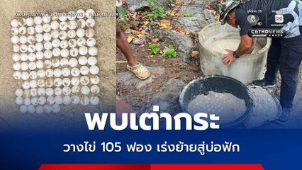 อุทยานแห่งชาติหมู่เกาะชุมพร พบ เต่ากระวางไข่ 105 ฟอง เจ้าหน้าที่เร่งย้ายสู่บ่อฟักเพื่อความปลอดภัย