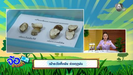 เฝ้าระวังเห็ดพิษ ช่วงฤดูฝน